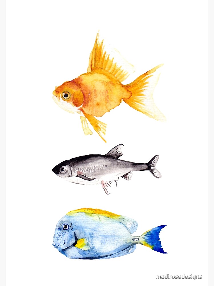 Triple Fish Colourful Watercolour  Greeting Card for Sale by  madirosedesigns