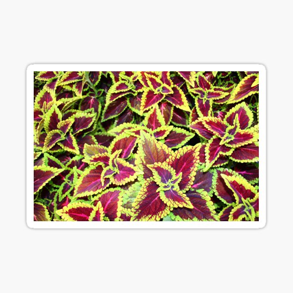 Item preview, Vibrant red and green leaves create a striking contrast with their bold colors designed and sold by InezPhotography.
