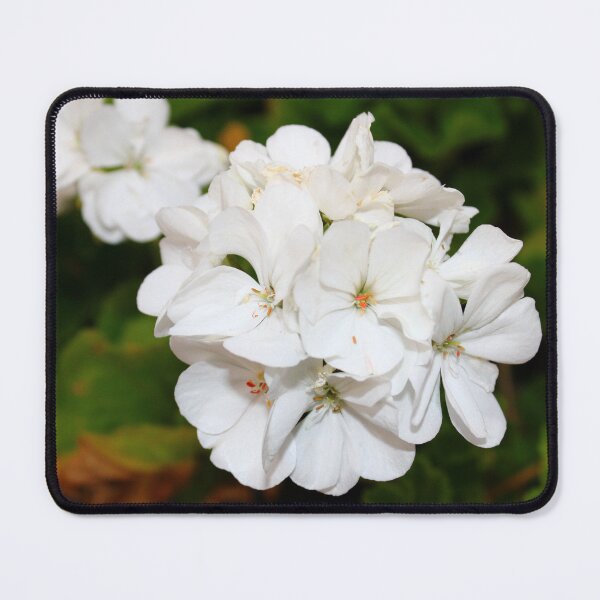 Item preview, White blossoms cluster together against a backdrop of dark green foliage designed and sold by InezPhotography.