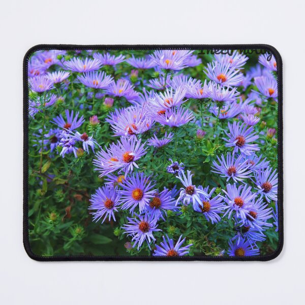 Item preview, field of vibrant purple flowers with yellow centers is in full bloom designed and sold by InezPhotography.
