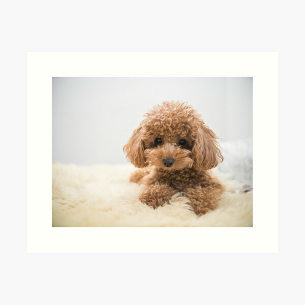 Curly-Haired Toy Poodle Art Print