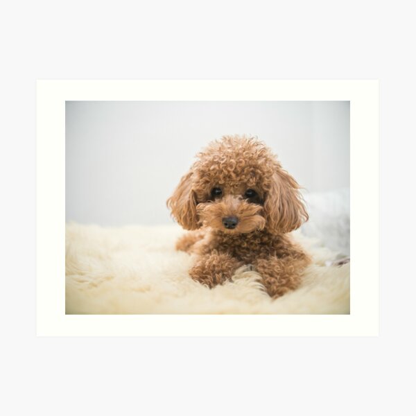 Curly-Haired Toy Poodle Art Print