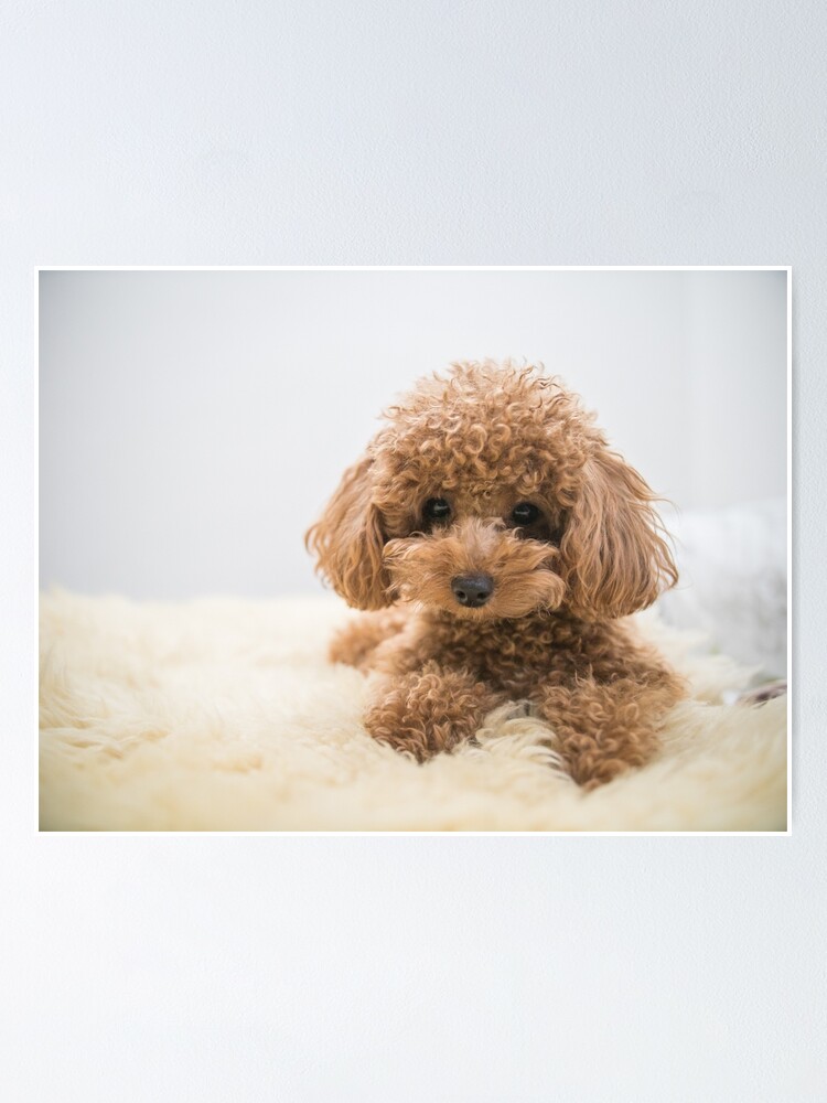 Curly Haired Toy Poodle Poster By Grimoire7 Redbubble