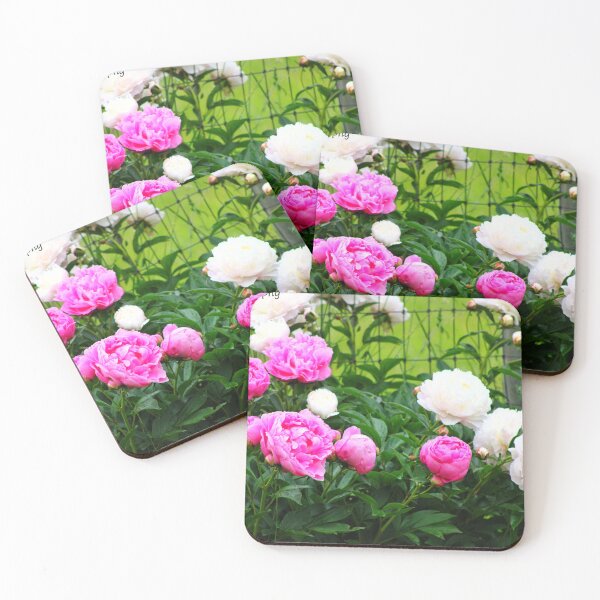 Item preview, Bright pink and white peonies bloom vibrantly in a lush garden setting designed and sold by InezPhotography.