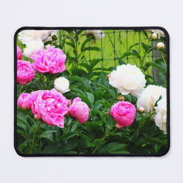 Item preview, Bright pink and white peonies bloom vibrantly in a lush garden setting designed and sold by InezPhotography.