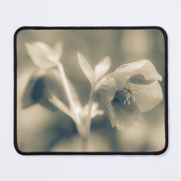 Item preview,  Helleborus Orientalis designed and sold by Tanya C  Smith.