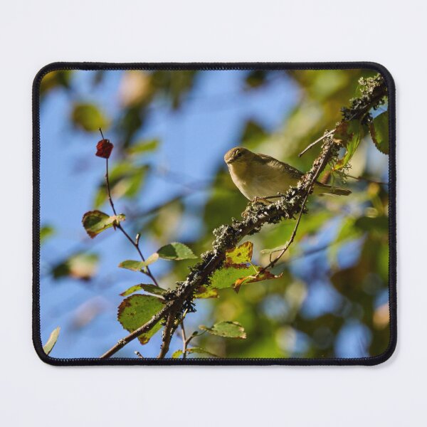 Item preview, Too hungry for chiff or chaff. Chiffchaff designed and sold by Jouko Lehto Photography.