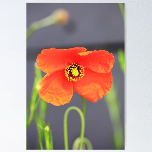 Item preview,  poppy designed and sold by Falko-Follert.