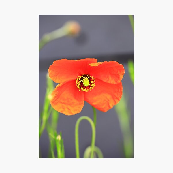 Item preview,  poppy designed and sold by Falko-Follert.