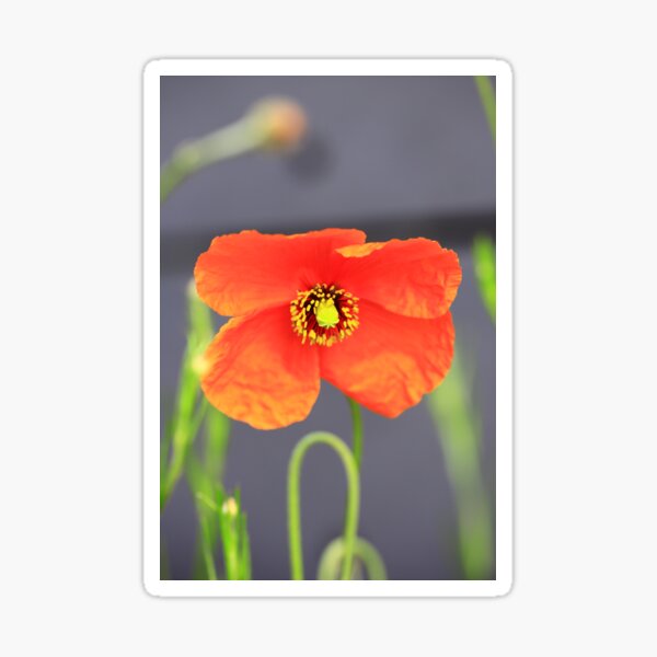 Item preview,  poppy designed and sold by Falko-Follert.