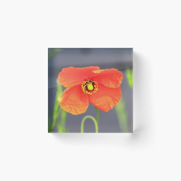 Item preview,  poppy designed and sold by Falko-Follert.