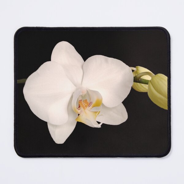 Item preview, White Orchid designed and sold by enrikepaz.