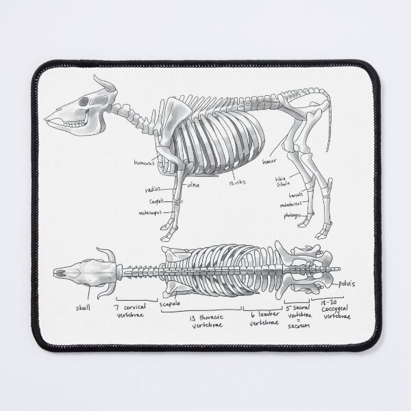 Item preview, Cow Skeleton Chart designed and sold by empatheticdino.
