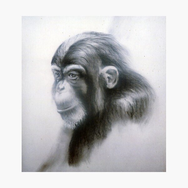 Chimp - Drawing by Avril Thomas - Adelaide Artist Photographic Print