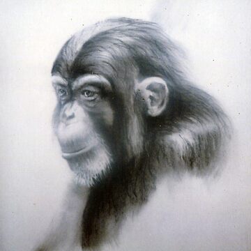 Artwork thumbnail, Chimp - Drawing by Avril Thomas - Adelaide Artist by AvrilThomasart