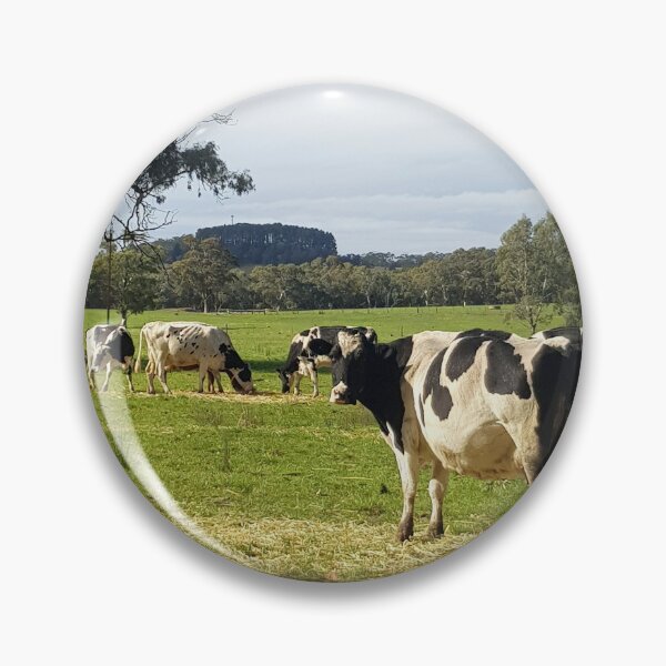 Item preview, Holstein Friesians - Dairy Cows - photography by Avril Thomas designed and sold by AvrilThomasart.