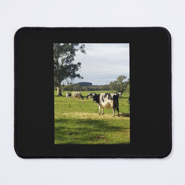Item preview, Holstein Friesians - Dairy Cows - photography by Avril Thomas designed and sold by AvrilThomasart.