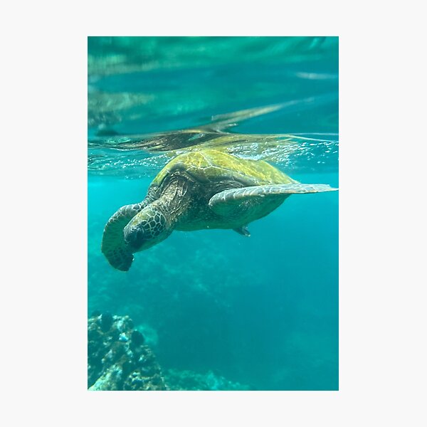 Item preview, Majestic Honu designed and sold by Scurvy Dawg Design.