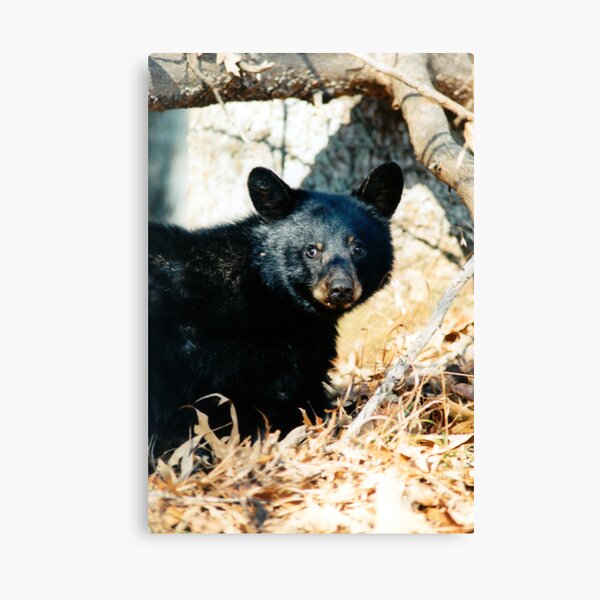 Baby bear Canvas Print
