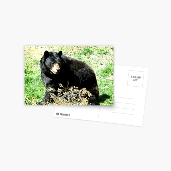 Black Bear Postcard