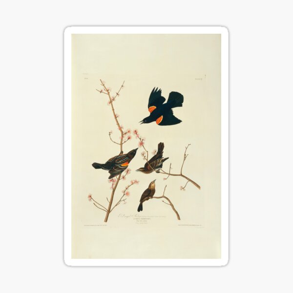 Item preview, Red-winged blackbird, artwork (C011/2551) designed and sold by SciencePhoto.