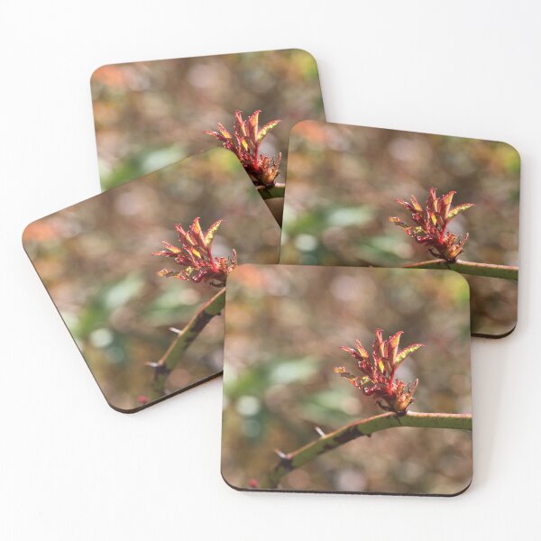 Item preview, Rose leaf cluster growing on rose branch twig with blurred background in natural outdoor lighting designed and sold by Jacobs-Media.