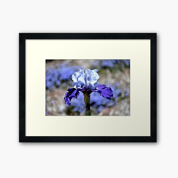 Iris - Blue On Blue Framed Art Print