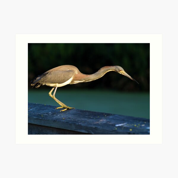 The Tri-colored Heron Art Print