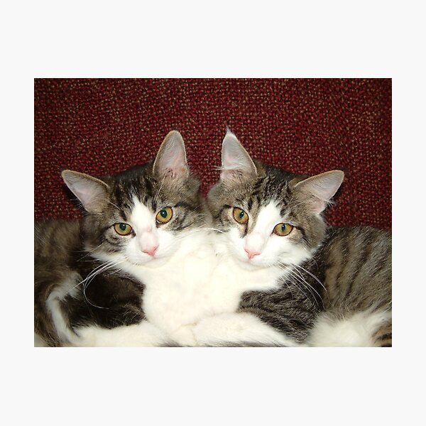 Two heads better than one Photographic Print