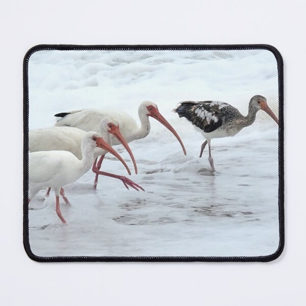 Item preview, A trio of Ibis and a young Ibis in the surf designed and sold by AquarinaFL.