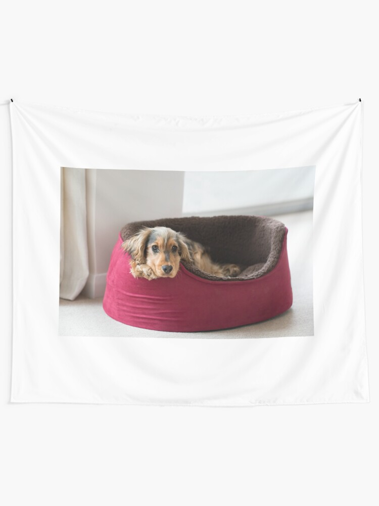 dog bed cocker spaniel