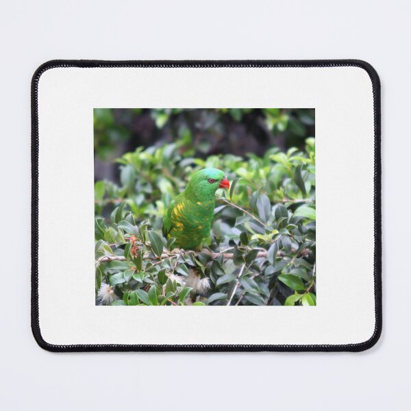 Item preview, Scaly-breasted lorikeet perched in a tree designed and sold by BirdsAlive.