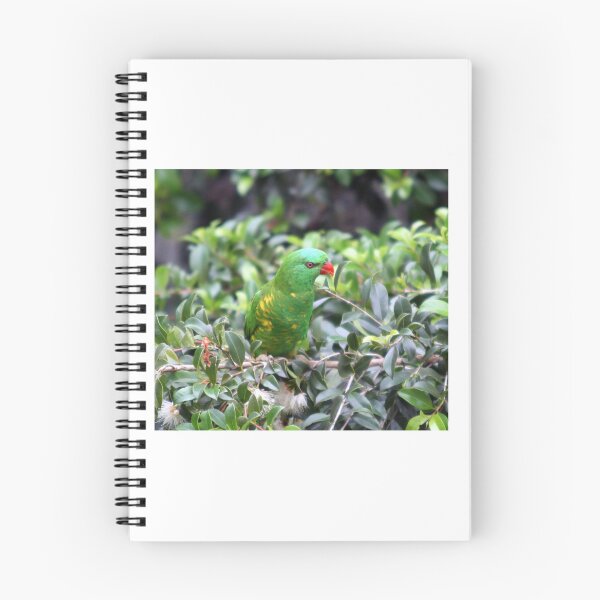 Item preview, Scaly-breasted lorikeet perched in a tree designed and sold by BirdsAlive.