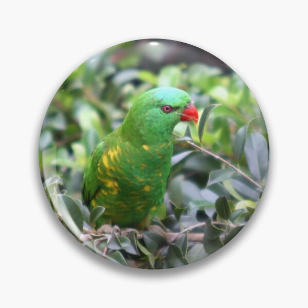 Item preview, Scaly-breasted lorikeet perched in a tree designed and sold by BirdsAlive.