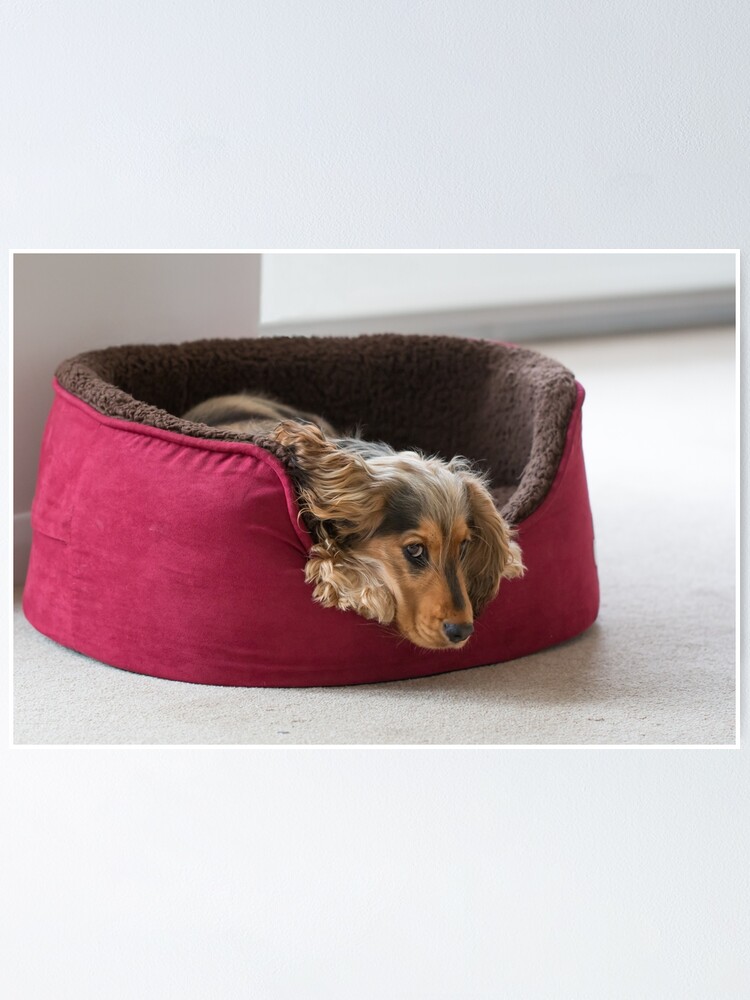 dog bed cocker spaniel