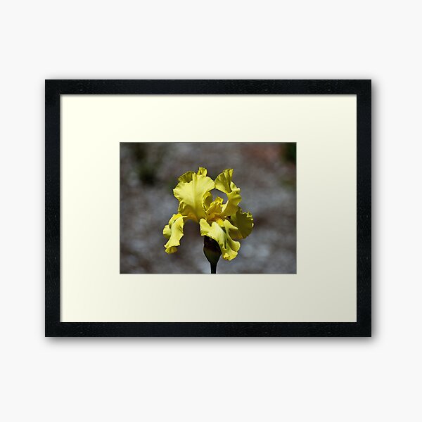 Yellow Iris Framed Art Print