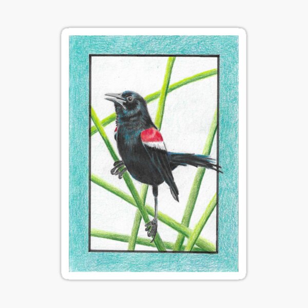 Item preview, Tricolored blackbird designed and sold by adziegiel.