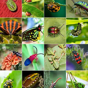 Artwork thumbnail, Colorful Insects Photo Collage by ColorfulPrints