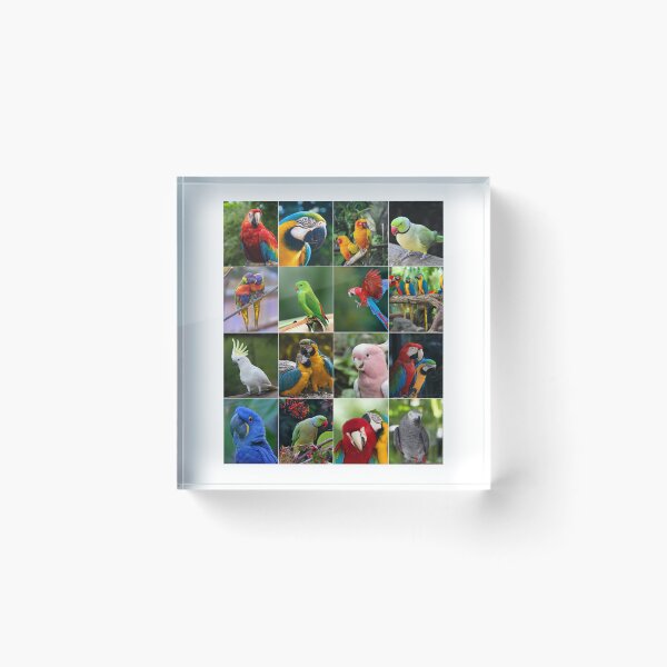 Item preview, Parrots Photo Collage designed and sold by ColorfulPrints.