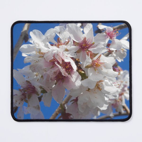 Item preview, Fresh Cherry Blossoms designed and sold by InezPhotography.
