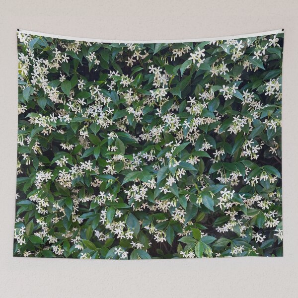 Item preview, Star Jasmine Plant designed and sold by NDMD.