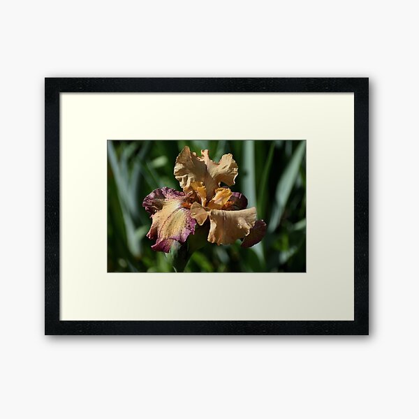Iris - Rosy Tan Framed Art Print