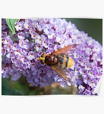 Hornet Mimic Hoverfly Poster