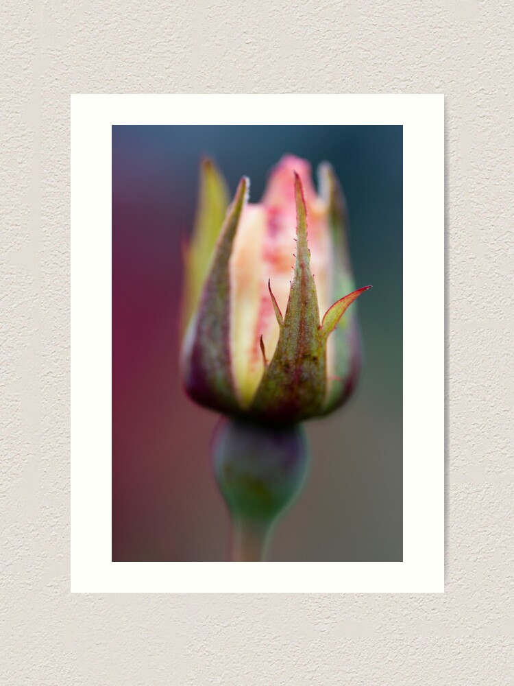 Alternate view of Rosebud Art Print