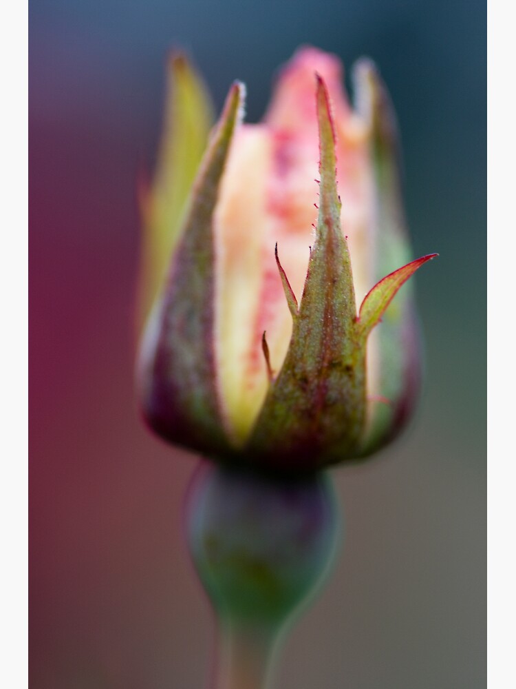 Rosebud by SteveChilton