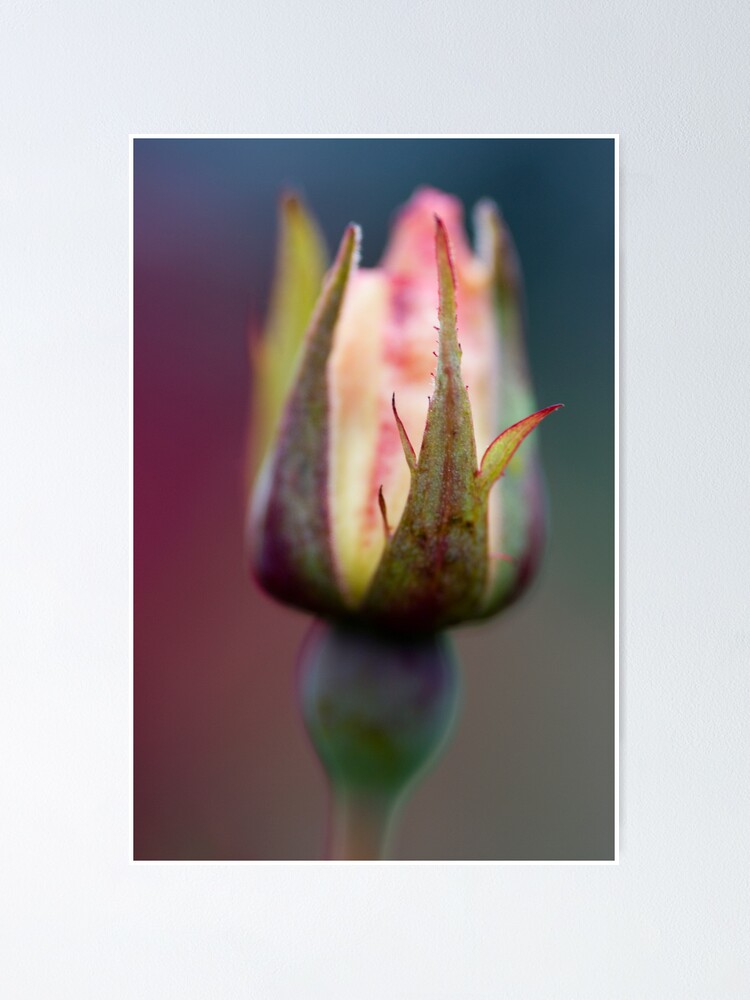 Alternate view of Rosebud Poster