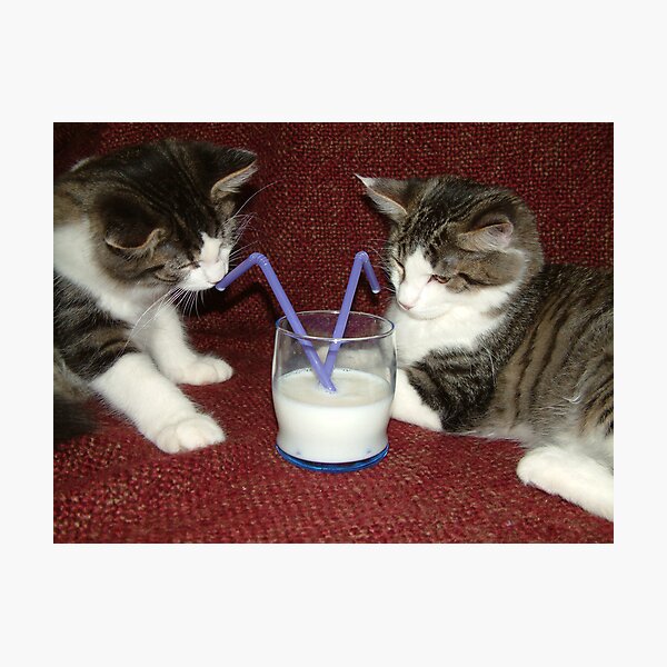 Milk Break Photographic Print