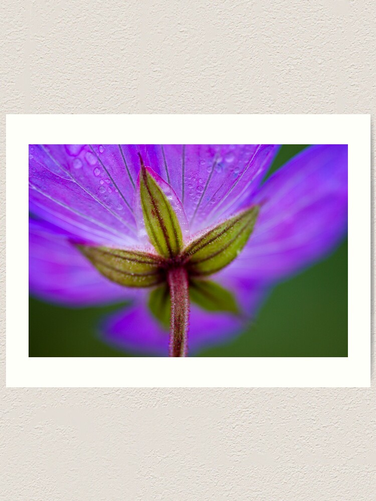 Alternate view of Unknown Flower Art Print