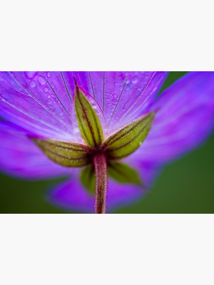 Unknown Flower by SteveChilton