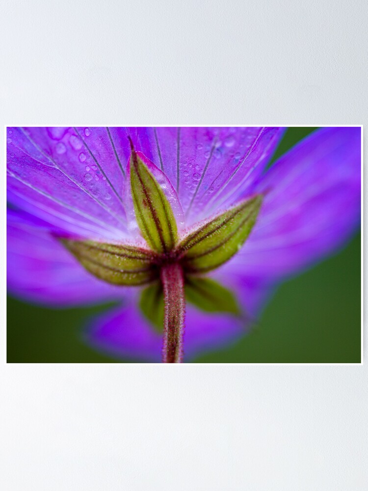 Alternate view of Unknown Flower Poster